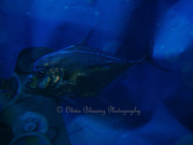 Silver Fish with Man Face