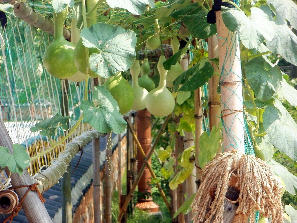 Summer Gourds