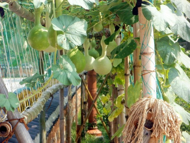Summer Gourds