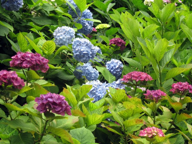 Hydrangea Bushes