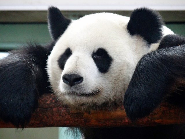 Lazy Panda
