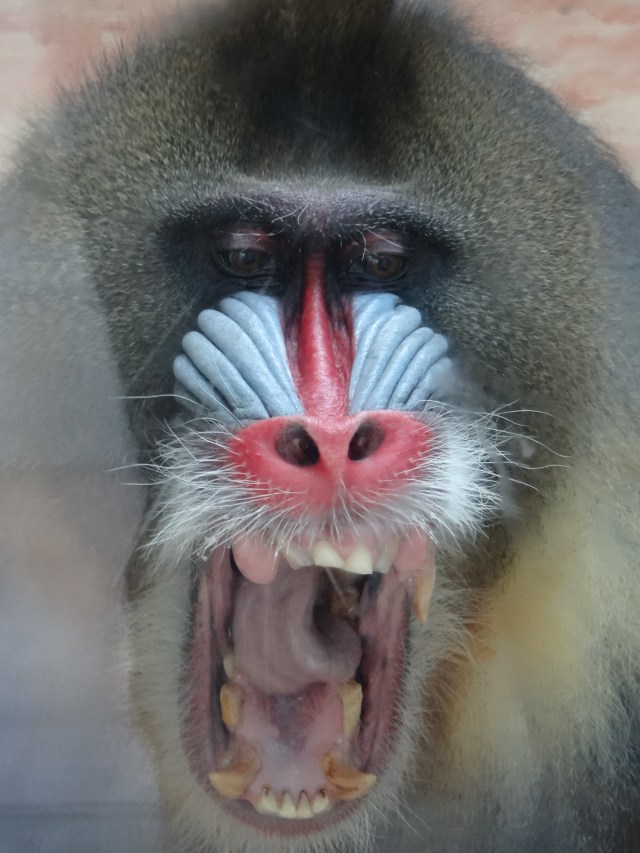 Yawning Monkey