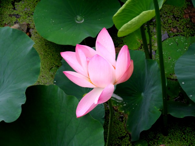 Lotus Budding