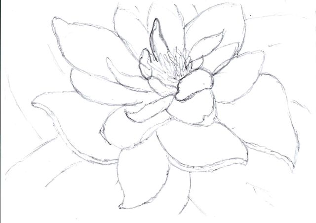 Lily Pad Drawing