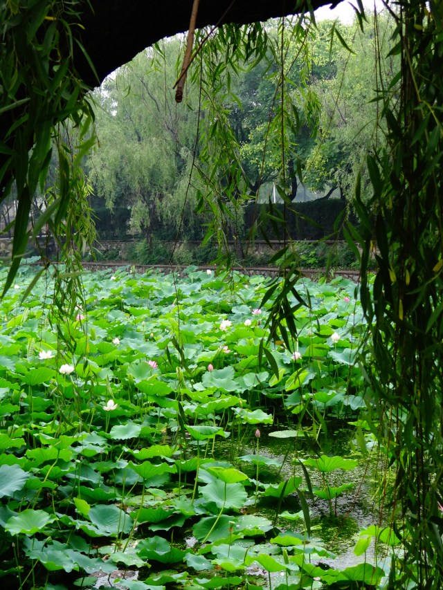 Lily Pond through weeping willow