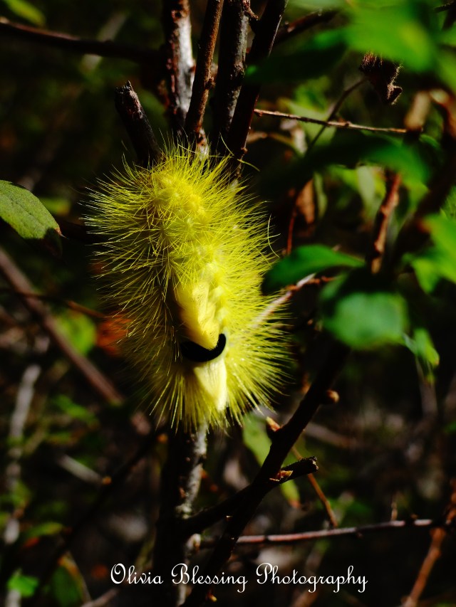 Fuzzy Caterpillar
